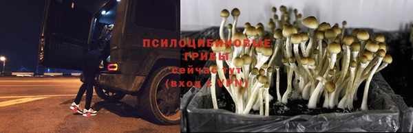 2c-b Алзамай
